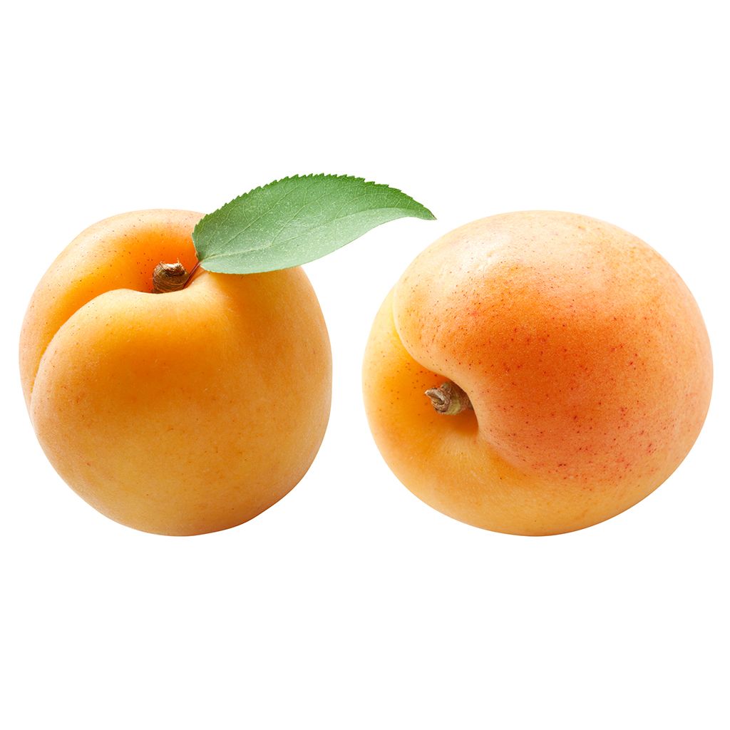 Apricot