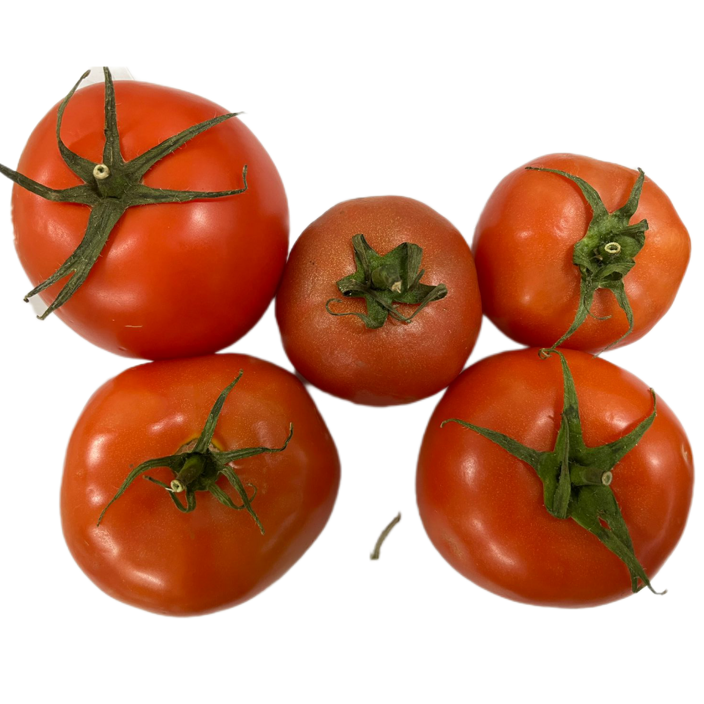 Tomato IRAN
